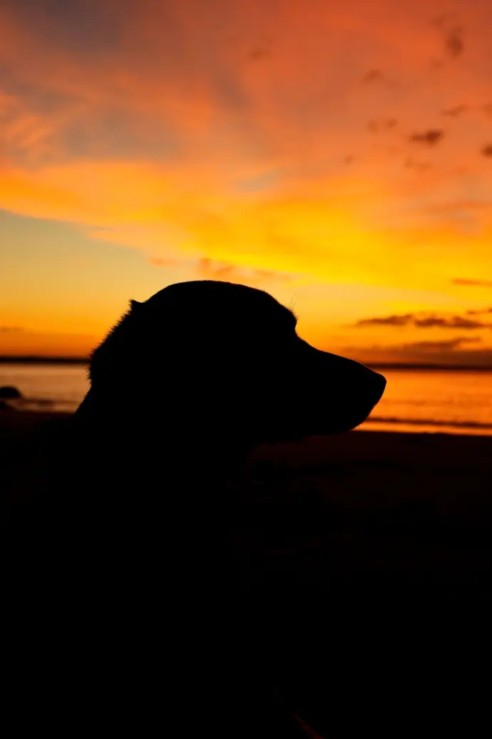Photo animal compagnie